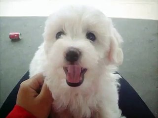 bichon frise