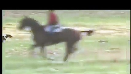 kis tarah (rabbit)khergosh ka shikar ker rahy hain ye log kia speed hy en kuton ki