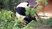 Panda Baby Climbs and Falls