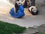 So Cute Baby Panda Playing 1