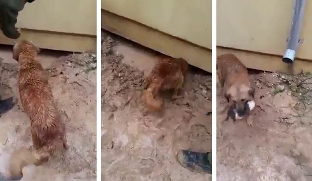 Une chienne sauve son chiot de la noyade sous une maison