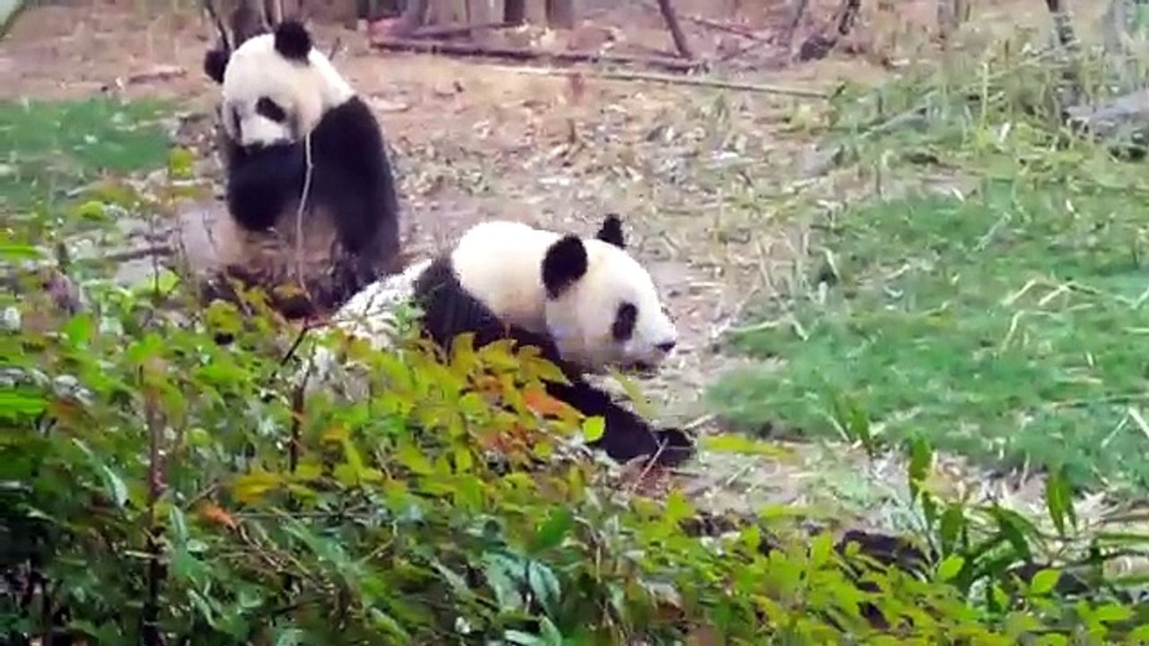 giant panda snack time