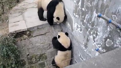 Real Kung Fu Panda