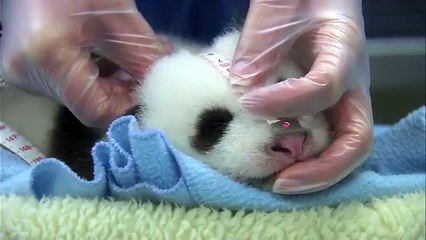 Unbearably Cute Panda Cub Exam Compilation