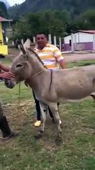 es bandy ko gadhy ny bilkul theek sabiq dia hy very funny video