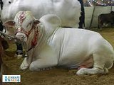 Very Beautiful Cow for Qurbani on Bakra Eid