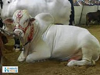 Very Beautiful Cow for Qurbani on Bakra Eid