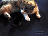 Mom Cat Adopts Chick,Bunny,Puppy || Feeding them as Her own kittens