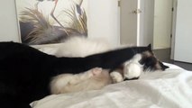 Like cats and dogs - Kitty Cuddles Up To Dog's Tail