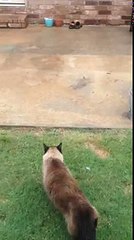 Epic Cat Door Fail [ORIGINAL; Part 1 ]