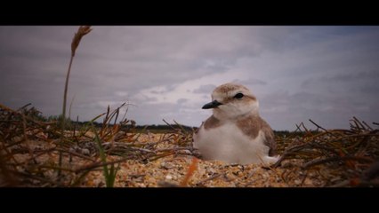 Bande-annonce du film "Chut... espèces en voie de cohabitation"