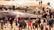 01/26: Whales beach themselves across Europe, wash up on Indian shores