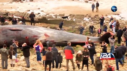 01/26: Whales beach themselves across Europe, wash up on Indian shores