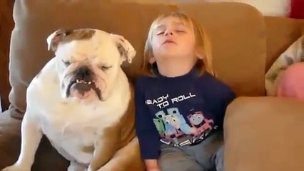 Funny Dogs - Sleepy Dogs Can't Stay Awake!