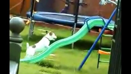 Funny Dogs - Puppies On Slides Compilation!