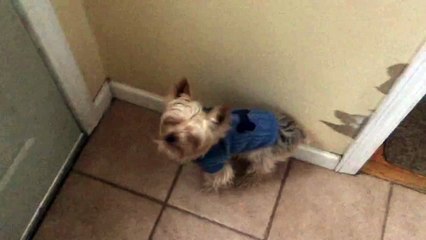 Un petit chien découvre la neige