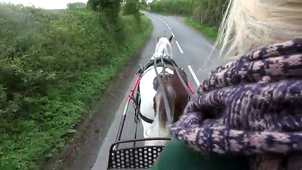 Horse training secrets revealed; Barry Hook methods, how to teach a