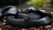 Africa's Most DANGEROUS SNAKE - Black Mamba Snakes - Wildlife Documentary