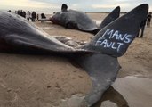 Beached Whales in Skegness Daubed With Anti-Nuclear Graffiti