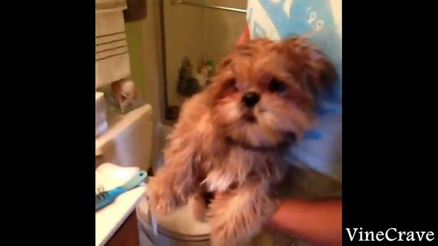 Dog Vines Greatest Hits Compilation ✔ 60+ Funny Dog Vines