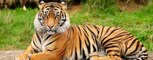 Royal Bengal Tiger live seen in Sundarban, West Bengal, India
