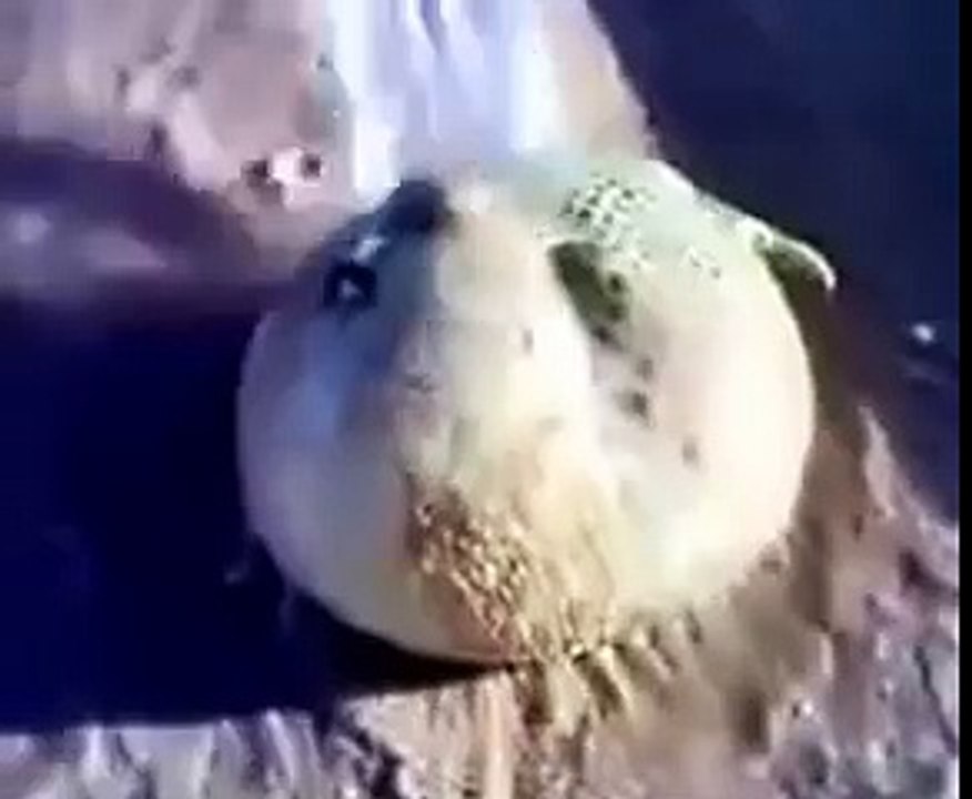 [New 2014]ALLAH Ki Qudrat|ALLAH Ki Shaan| Miracle Of ALLAH|Must Watch & Share Dont Ignore