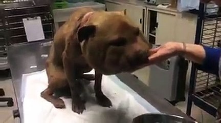 Trovano un cane con la testa legata col nylon. Ora cercano giustizia
