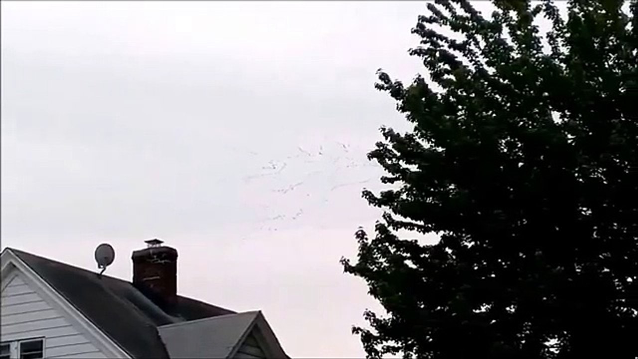 Unbelievable Art of flying flock of geese. Canadian Geese. Goose