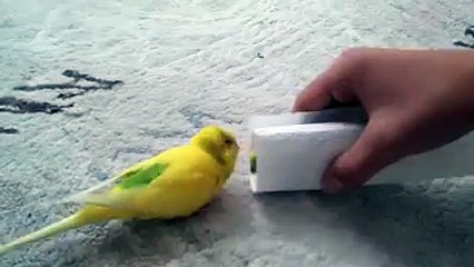 Questo uccellino ha appena perso il suo compagno, la reazione vi commuoverà