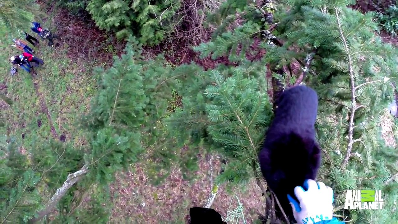 Cat Way Out on a Limb - Treetop Cat Rescue