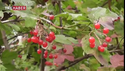 Her Derde Deva Gilaburu