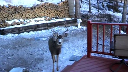 Man feeds large pack of deer.