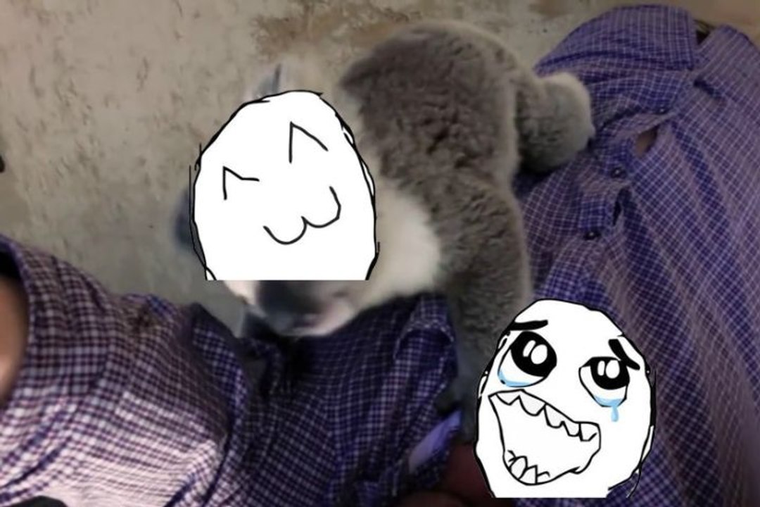 Cute koala climbs up and cuddles