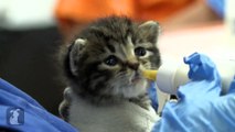 Feisty Bottle Baby Kitten Doesnt Wanna Eat - Kitten Love