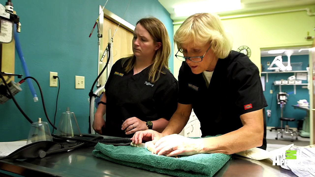 After Surgery, This Tiny Gecko Nestles Up on a Tiny Waterbed Видео