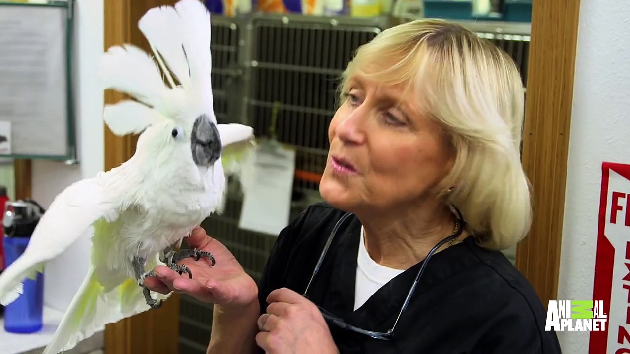 Bubba the Cockatoo Has a Spa Day