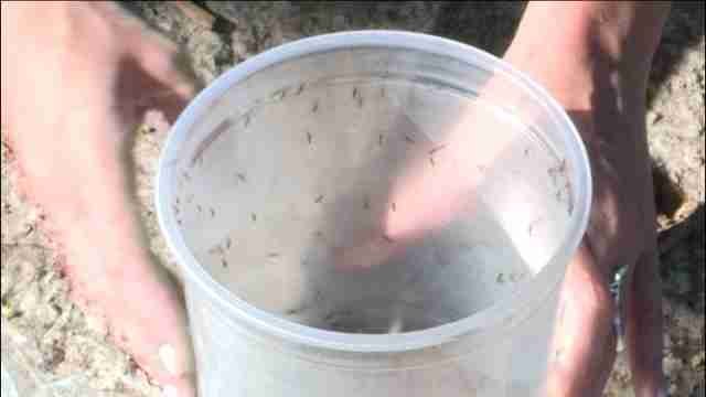 Mosquitos transgénicos para la lucha contra el zika y el dengue en Brasil