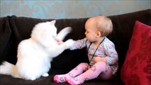 Funny Animals-WHEN CATS & BABIES COLLIDE