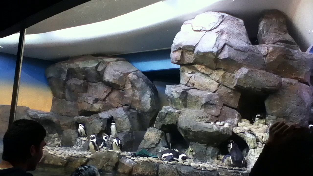 Z57 presents Chillaxin' Penguins