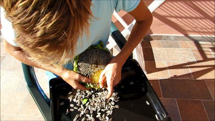 Raw, fresh sunflower seeds for FREE