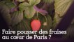Faire pousser des fraises au cœur de Paris ?