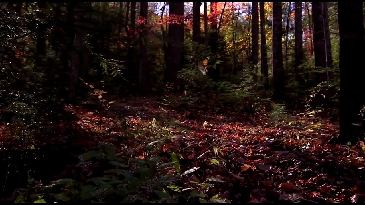 Nature (Paysage) Compilation