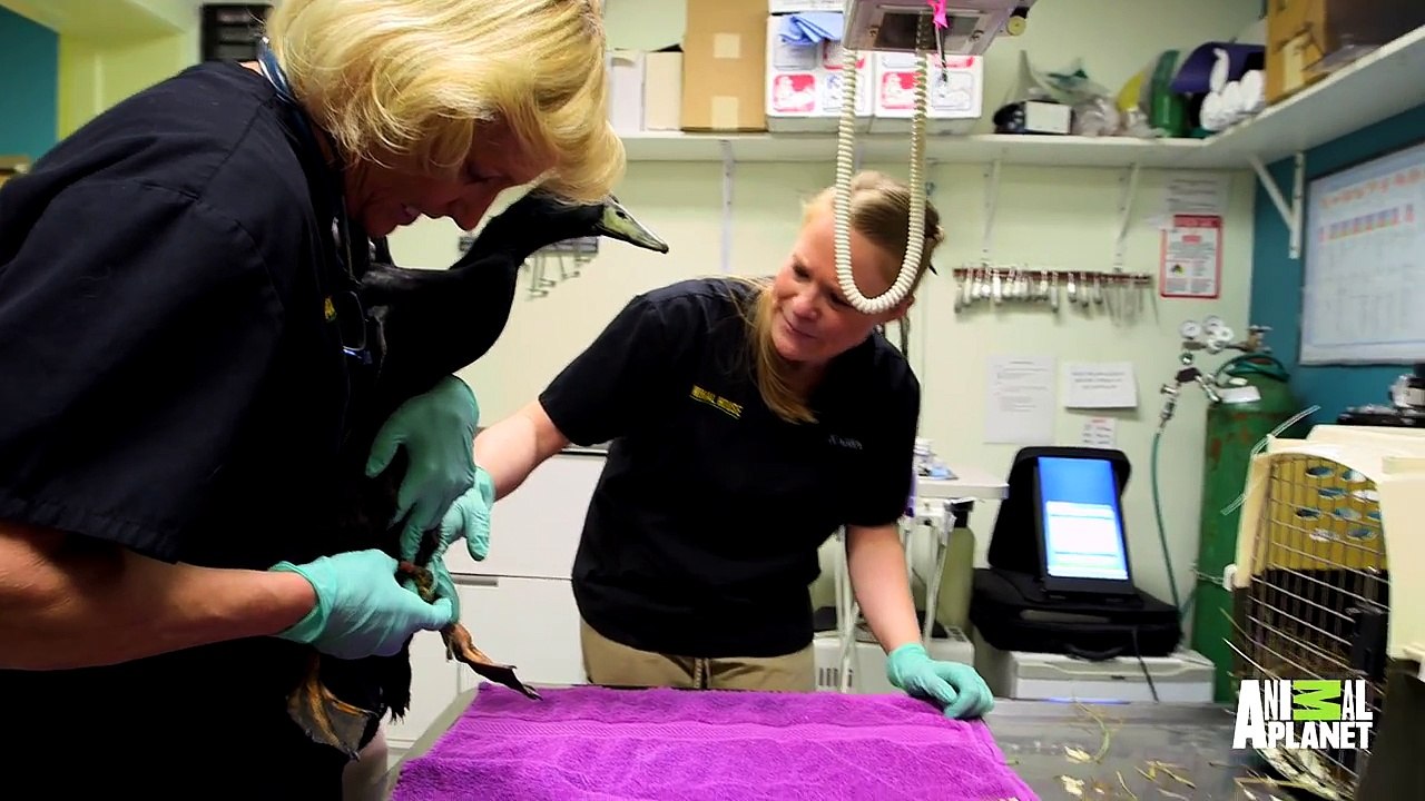 Duck with Prolapsed, Gangrenous Penis Gets a Trim