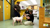 Good Samaritan Rescues Wounded, Thin Dog