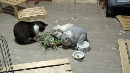 猫とウサギの食事風景