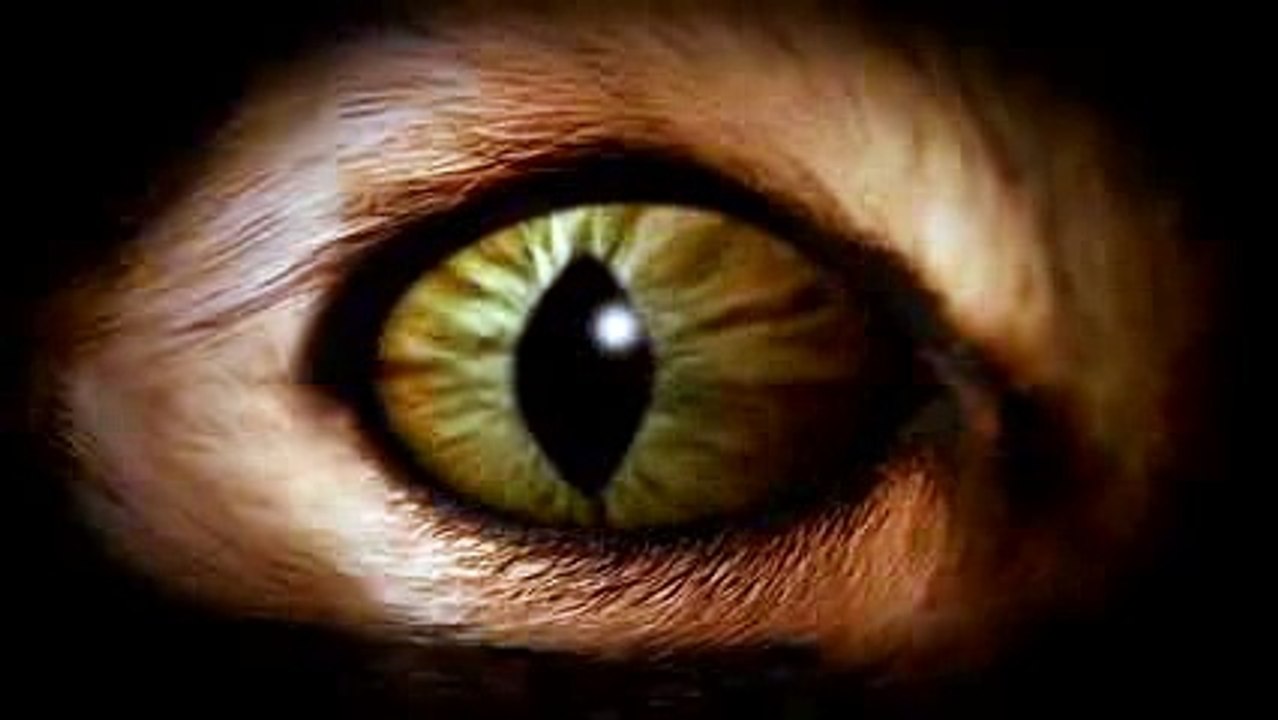 Run The Jewels - Meowpurrdy feat. Lil Bub, Maceo, Delonte (Official Music Video)