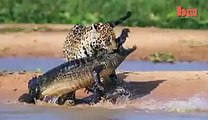 Tiger fight with crocodile -Amazing video -see what happened- Video Dailymotion