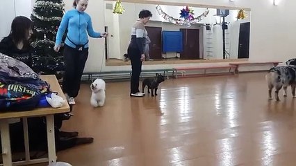 Training with a Bichon Frise. January 4, 2015, episode 1.