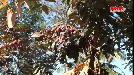 Phát triển vườn du lịch sinh thái nhãn tím