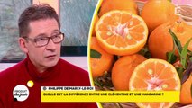 Clémentine : faites le plein de vitamines !